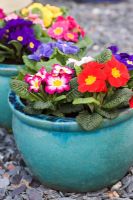 Pot de printemps avec Primula - cultivars de primevère sur des gravillons d'ardoise