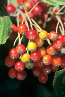 Sorbus aria - Fruits de Whitebeam commun