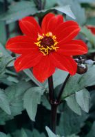 Dahlia 'Tally Ho'