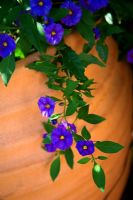 Fleurs traînantes bleu vif en pot en terre cuite - Maison St Michaels