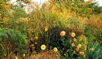 Parterre de fleurs avec herbes, Dahlias, Rosa moyesii 'Geranium', Eupatorium 'Chocolate' en face de l'avenue de Crataegus persimilis 'Prunifolia' - Yews Farm, Somerset