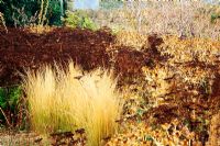 Feuilles blanchies de Stipa tenuissima entourées de têtes de graines d'Eryngium giganteum et de Ligusticum lucidum - Yews Farm, Martock, Somerset