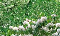 Davidia involucrata avec bractée devant Rhododendron à fleurs blanches. Jardins de Minterne, Minterne Magna, nr Dorchester, Dorset.