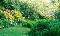 Fleurs jaunes parfumées de Rhodendron luteum à côté de la rivière Cerne avec Davidia involucrata en arrière-plan - Minterne Gardens, Dorchester, Dorset