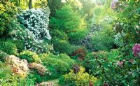 Vue depuis le chemin du haut vers le bas dans le jardin de la vallée pleine de rhododendrons et d'azalées - Minterne Gardens, Dorchester, Dorset