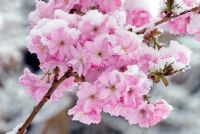Prunus 'Matsumae Beni Yutaka' - Neige sur les fleurs en avril