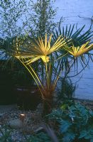 Trachycarpus - Palmier exotique éclairé par le dessous au crépuscule