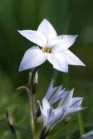 Ipheion uniflorum - Starflower de printemps