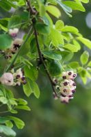 Akebia quinata 'Alba' - Vigne au Chocolat Blanc