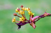 Acer platanoides hybride - Fleurs de printemps