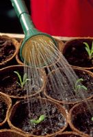 Arrosage des semis dans des pots en fibres biodégradables