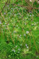 Clôture décorative en saule formée en poussant des baguettes de saule vivant dans le sol - Bluebells émergeant de l'herbe