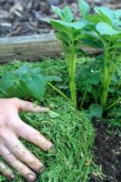Solanum tuberosum 'Epicure' - Appliquer de l'herbe coupée comme paillis sur des pommes de terre biologiques mises à la terre