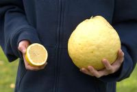 Citrus Limon - Extra large citron d'Italie par rapport à un citron de taille normale