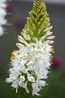 Fleurs émergentes d'Eremurus himalaicus - Lys de la sétaire de l'Himalaya