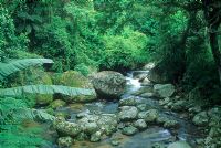 Ruisseau dans un jardin tropical - Fazenda Marambaia, Petropolis, Brésil