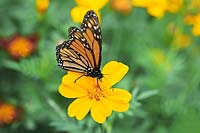 Papillon monarque sur Tagetes - Souci