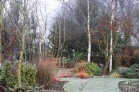 Vue matinale glaciale - Cornus alba 'Westonbirt', Prunus serrula, Cercis siliquastrum, Cornus alba 'Kesselringii'