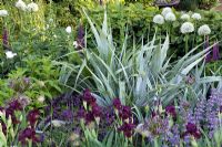 Astelia chathamica 'Silver Spear', Iris 'Langport Wren' et Allium blanc dans The Bupa Garden, Design Cleve West, sponsor BUPA - Chelsea Flower Show 2008, médaille d'or.