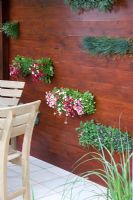 Bellis perennis à double floraison-couleurs mélangées blanc, rose et rose foncé fixé dans un mur en bois par un coin repas extérieur. Jardin - Green Living - Chelsea Flower Show 2008