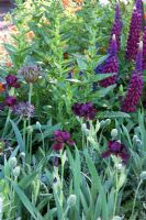 Allium albopilosum, Iris 'Langport Wren', Lupinus violet et Poppy budsin The Bupa Garden, Design - Cleve West, sponsor - Bupa, médaillés d'or au Chelsea Flower Show 2008