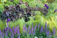 Stipa tenuissima, Persicaria microcephala 'Red Dragon', Salvia x sylvestris 'Mainacht' et Fatsia japonica dans The Marshalls Garden That Kids Really Want, Design - Ian Dexter, sponsor - Marshalls PLC at Chelsea Flower Show 2008