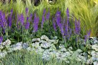 Stipa tenuissima, Heuchera 'Beauty Color', Salvia x sylvestris 'Mainacht' et Juncus inflexus dans The Marshalls Garden That Kids Really Want, Design - Ian Dexter, sponsor - Médaillés d'or au Chelsea Flower Show 2008