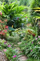 Chemin menant au jardin tropical creux avec Guzmania blassii, Impatiens, Musa, Colocasia esculenta