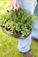 Homme tenant un panier aux herbes - Mentha x piperita 'Black Beauty', Salvia officinalis 'Icterina', Romarin, Thymus citriodorum et Persil