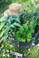 Panier avec herbes et chapeau de paille en arrière-plan - Mentha x piperita 'Black Beauty', Salvia officinalis 'Icterina', Romarin, Thymus citriodorus et Persil