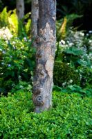 Détail d'un tronc d'arbre provenant d'un jardin Cadogan, commanditaire Cadogan Estates Ltd. Conception - Robert Myers. RHS Chelsea Flower Show 2008. Gagnant de la médaille d'or