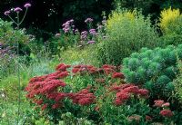 Jardin sec en octobre avec Sedum 'Autumn Joy', Euphorbia characias et Verbena bonariensis - Beth Chatto ' s, Elmstead Market, Essex
