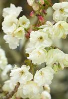 Prunus 'Ukon' - Fleur de cerisier