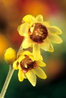Chimonanthus praecox - Wintersweet