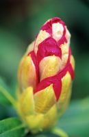Rhododendron 'Cosmopolitan' - Bourgeon non ouvert