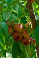 Prunus persicus - Pêches