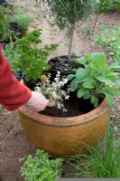 Planter un pot d'herbes mixtes - choisir les plantes