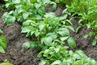 Solanum tuberosum 'British Queen' - Pommes de terre en terre en mai