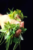 main tenant un tas d'herbes fraîchement cueillies, y compris la ciboulette, le persil et le basilic panaché