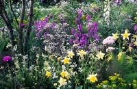 Plantation de jardin sauvage avec fusée douce parterre de fleurs, Aquilegia et Anthriscus 'Ravenswing' - Jardin - Le jardin QVC, Design - Patrick Clarke et Sarah Price, sponsor QVC