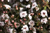 Leptospermum scoparium 'Blanche Neige'