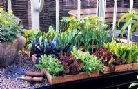 Des plateaux de semences en bois avec des plants de légumes mélangés sur des étagères de mise en scène en serre Mai