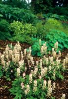 Tiarella cordifolia à Beth Chatto Garden, Elmstead Market, Essex