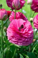 Ranunculus asiaticus 'Friandine'