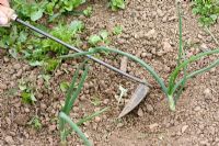 Utilisation d'une houe à oignons pour éliminer les mauvaises herbes du parterre d'oignons