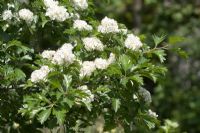 Crataegus arnoldiana