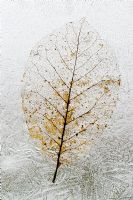 Motif de feuilles de magnolia congelé
