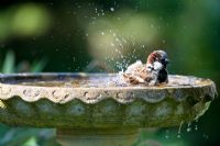 Moineau domestique mâle se laver dans un bain d'oiseaux