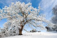 Quercus - Chêne couvert de neige contre le ciel bleu