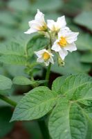 Solanum tuberosum 'Epicure' - Plant de pomme de terre biologique en fleur